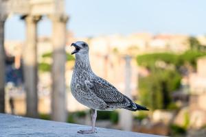 Grey gull, Rome