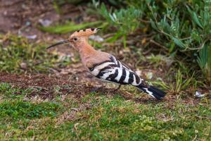 Eurasian hoopoe