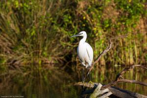 Little egret