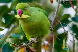Rose-ringed parakeet