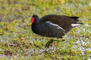 Common moorhen