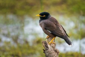 Common myna