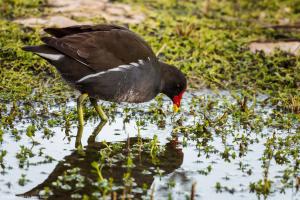 Common moorhen