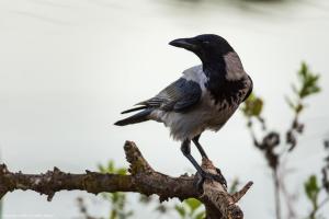 Hooded crow
